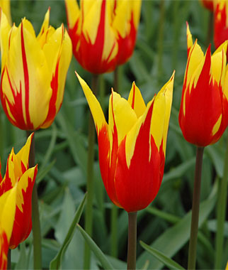 Tulp Fire Wings